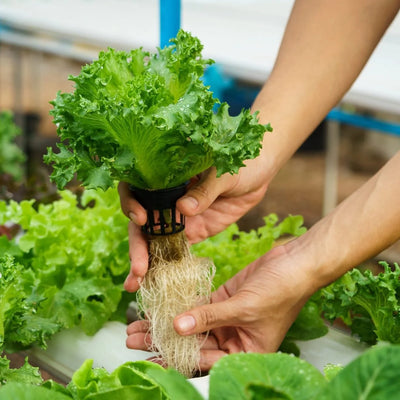 Growing Hydroponic Vegetables for Food Self-Sufficiency: A Comprehensive Guide