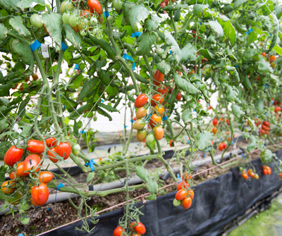 Can tomatoes be grown indoors?