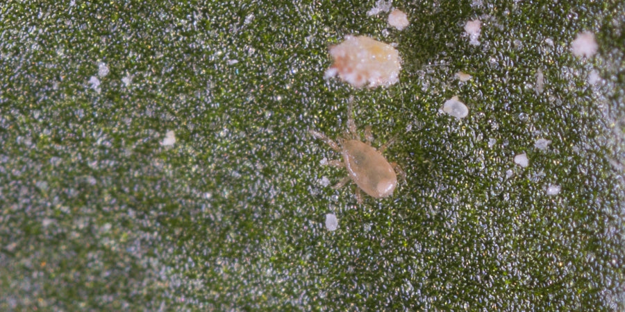 Koppert - Thripex-V Neoseiulus cucumeris 50,000 on vermiculite