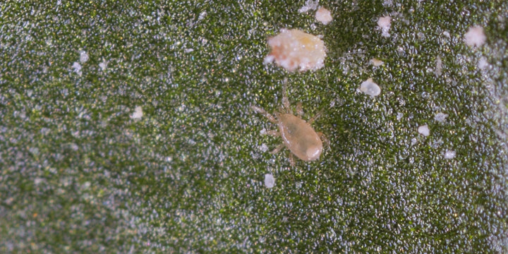 Koppert - Thripex-V Neoseiulus cucumeris 50,000 on vermiculite