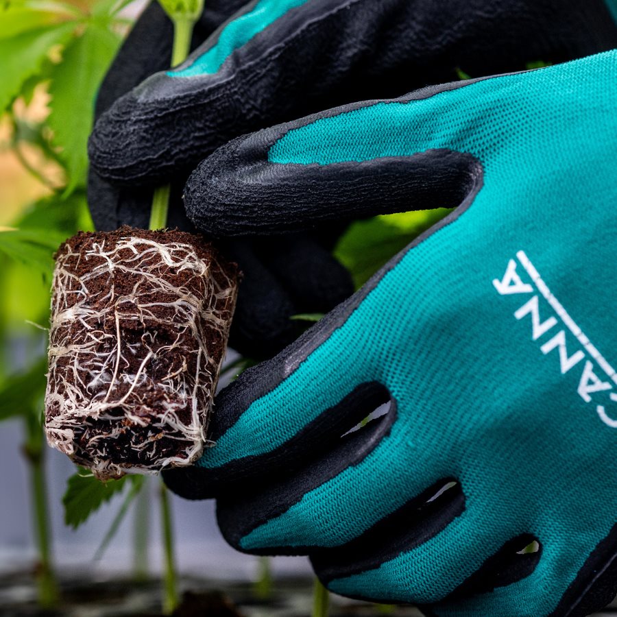 CANNA ROOTPLUG LOOSE (1000)