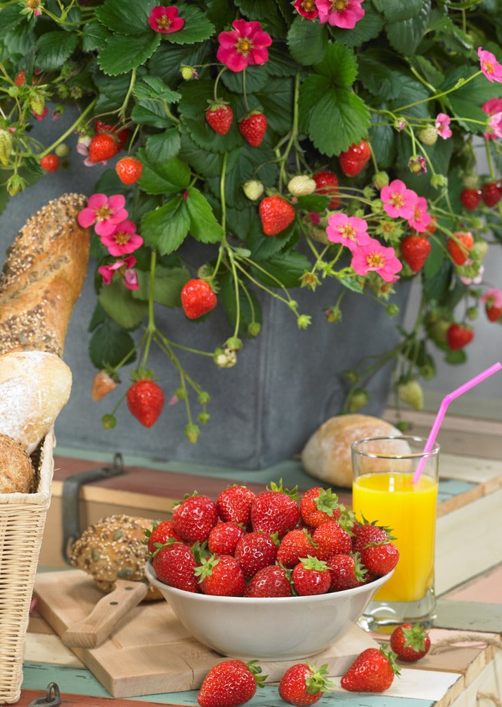 Seeds - Strawberry Hyb. Toscana