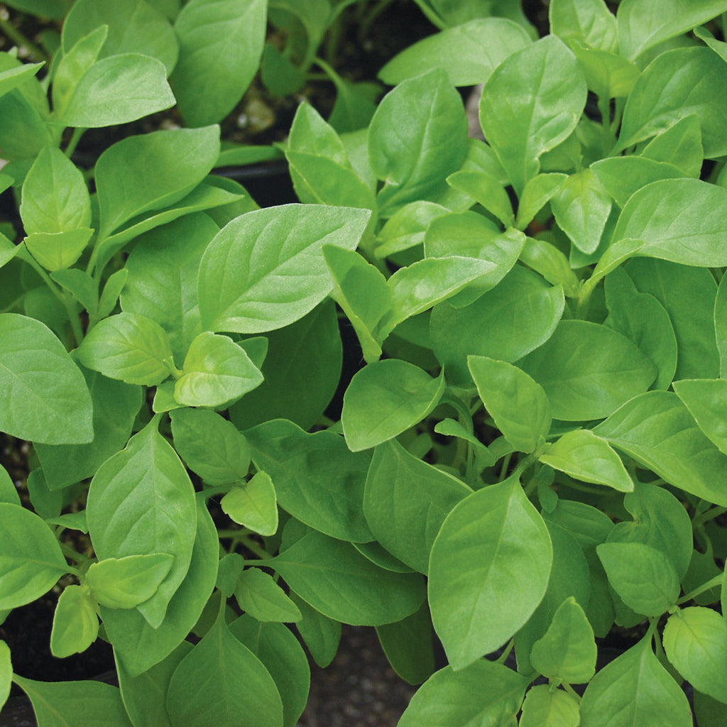 Seeds - Basil-Ocimum basilicum Helios, Lemon Flavour