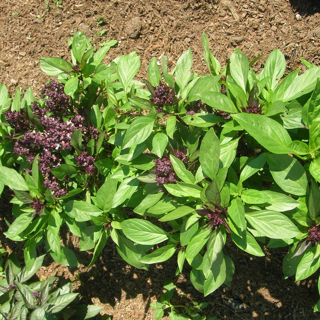 Seeds - Basil Thai Siam Queen