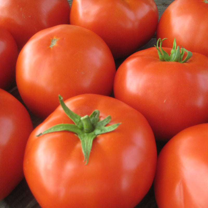 Seeds - Tomato-Round - Red Mountain Merit F1