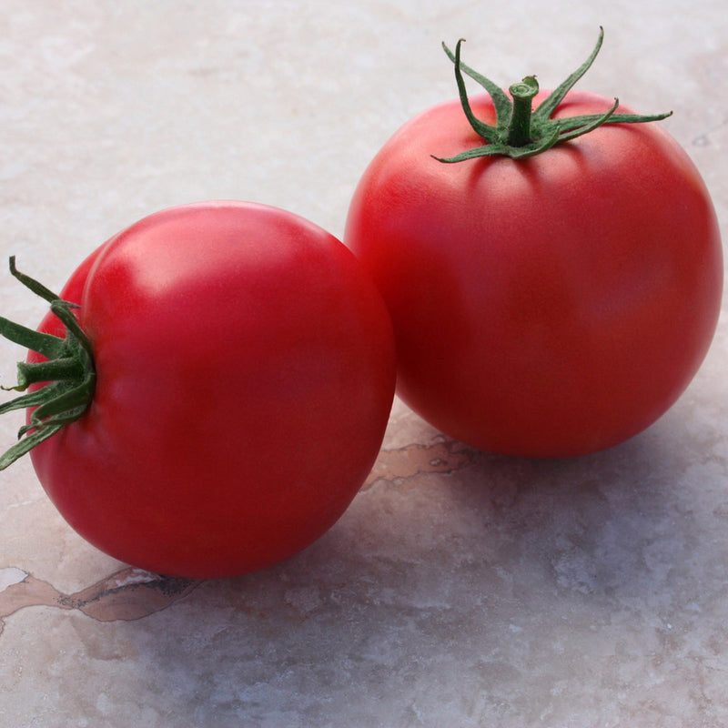 Seeds - Tomato-Round - Pink Pink Cupcake F1