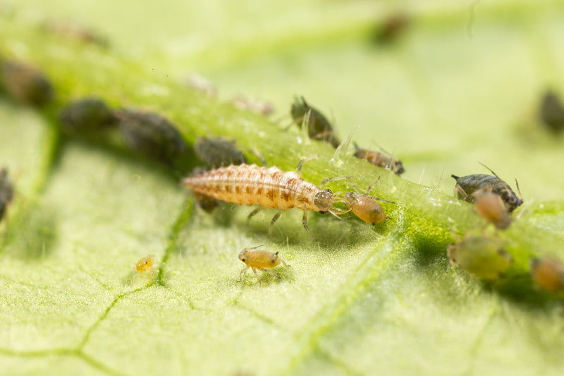 Koppert -Chrysopa (Chrysoperla carnea)