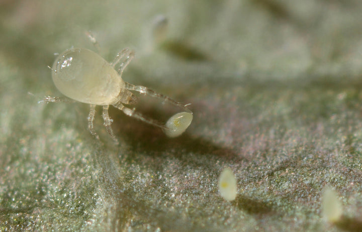 Koppert - Limonica (Amblydromalus limonicus) 12500u