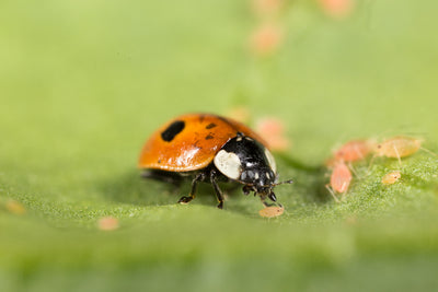 Koppert - Aphidalia ( Predatory beetle (ladybird)