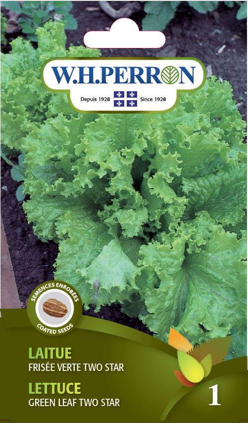 Seeds - Lettuce Green Leaf Two Star