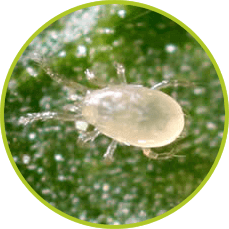 Anatis - Amblyseius swirskii