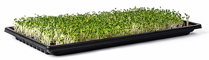 Micro-pousse Plateau Sun-Blaster Double épaisseur 10x20