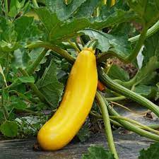 Seeds - Zuchini Squash Easy Pick Mix
