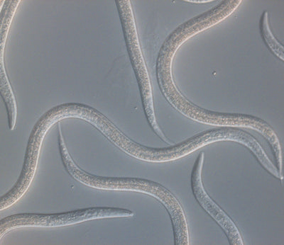 Koppert - Entonem  Entomopathogenic nematodes