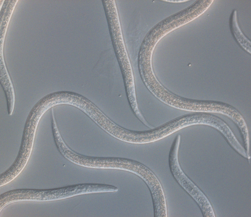 Koppert - Entonem  Entomopathogenic nematodes