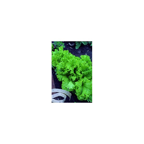 Seeds - Lettuce Leaf